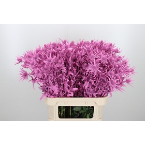 Eryn Orion Kl Bh New Roze