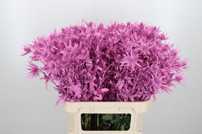 <h4>Eryn Orion Kl Bh New Roze</h4>