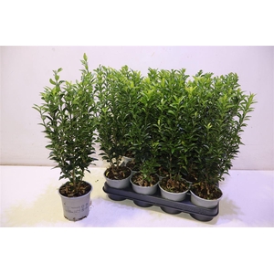 Euonymus Ja Gr Spire