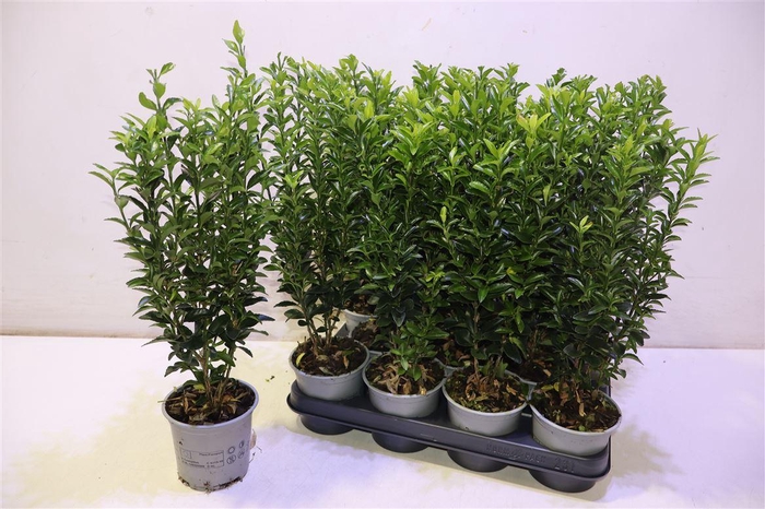 <h4>Euonymus Ja Gr Spire</h4>
