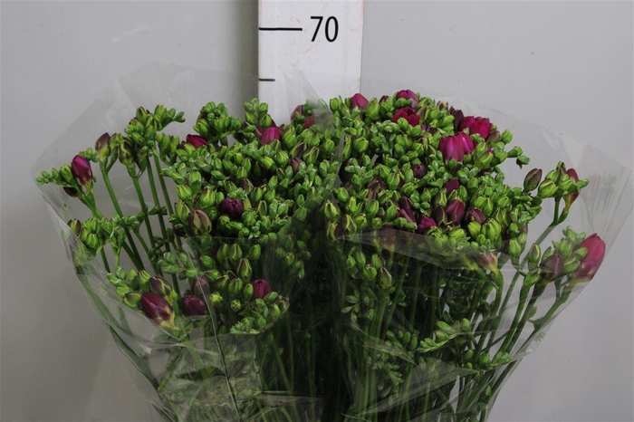 <h4>Fr Du Purple Rain</h4>