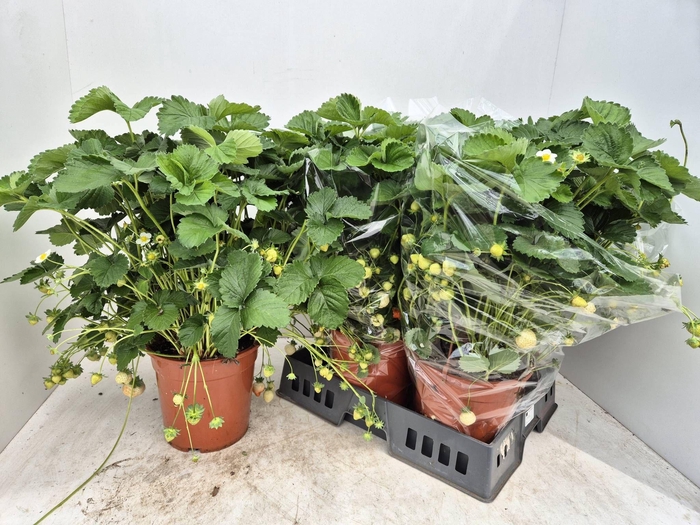 <h4>FRAG ELSANTA</h4>