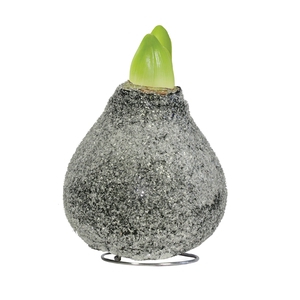 Amaryllis TOW Glamour (Crystal) Black 6x1, rode bloem, Tray236