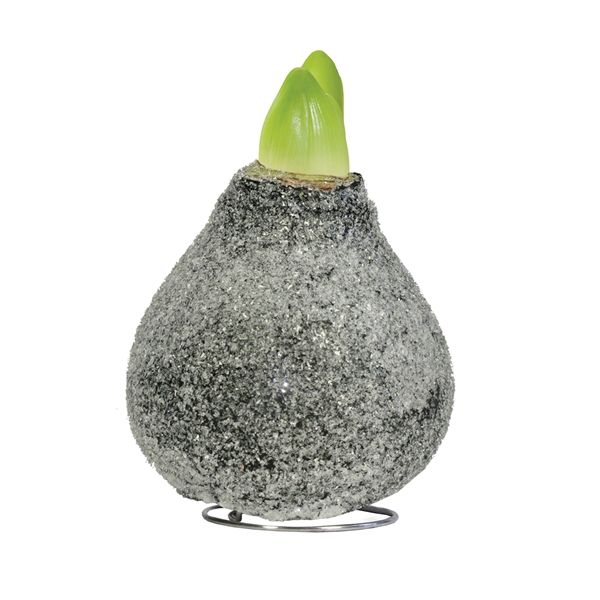 <h4>Amaryllis TOW Glamour (Crystal) Black 6x1, rode bloem, Tray236</h4>