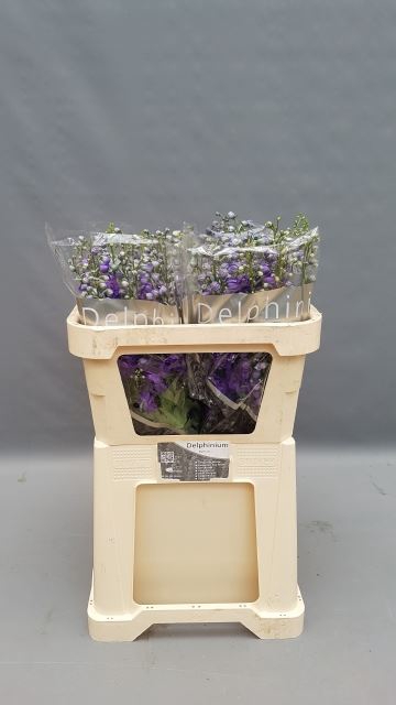 <h4>DELPHINIUM DU 'DELPHIS JEWEL'</h4>