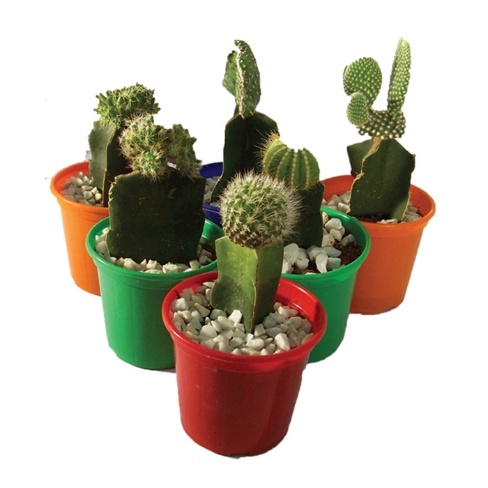 <h4>CACTUS ENXERTADO P07</h4>