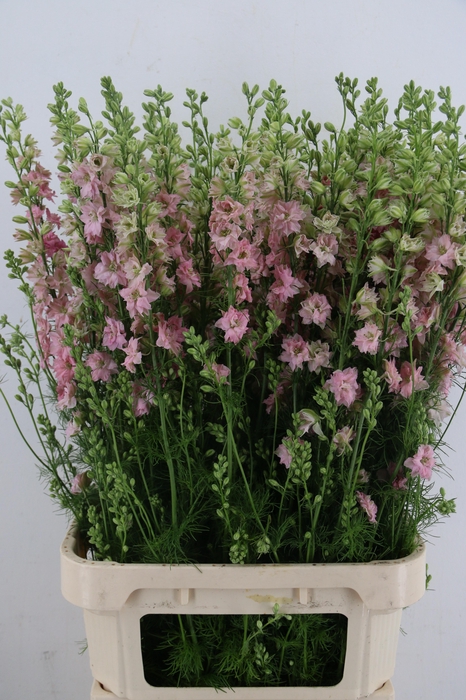 <h4>CONS R Q LIGHT PINK</h4>