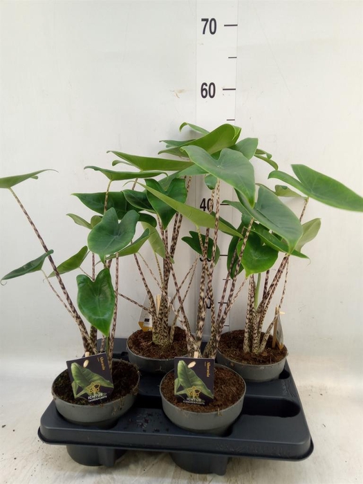 <h4>Alocasia zebrina</h4>