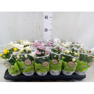 Chrysanthemum   ..mix 5