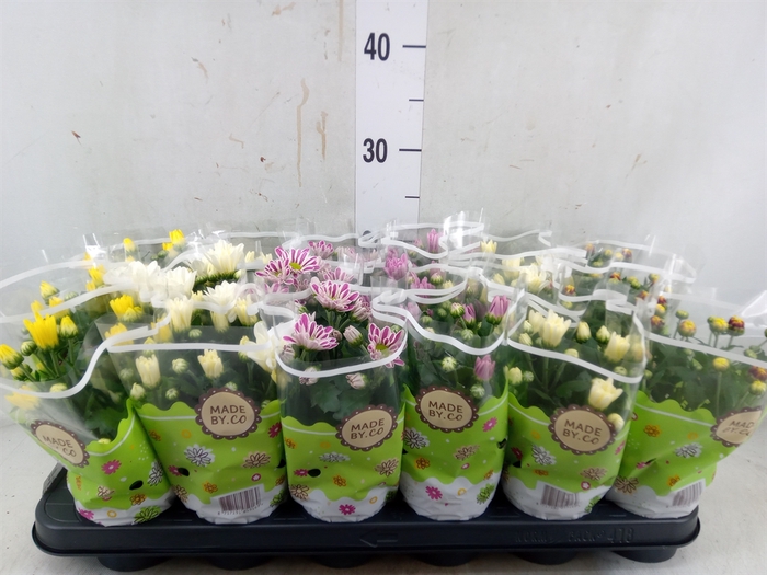 <h4>Chrysanthemum   ..mix 5</h4>