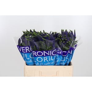 Veron Smart Navy