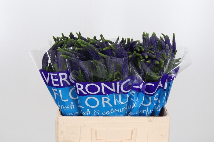 <h4>Veron Smart Navy</h4>