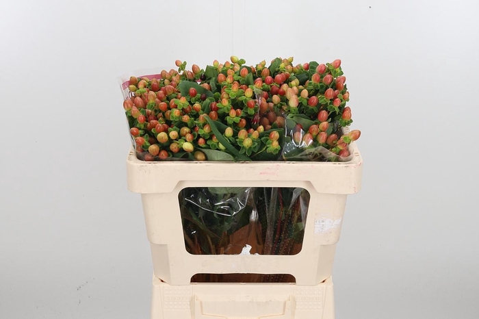 <h4>Hyp Globo Coral</h4>