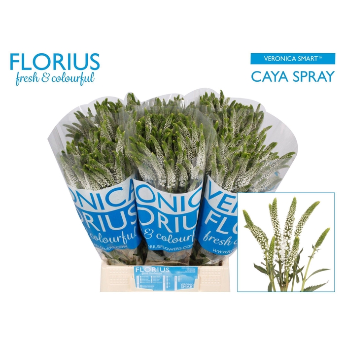 <h4>Veron Smart Caya</h4>