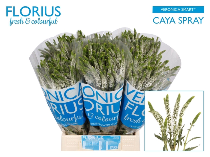 Veron Smart Caya