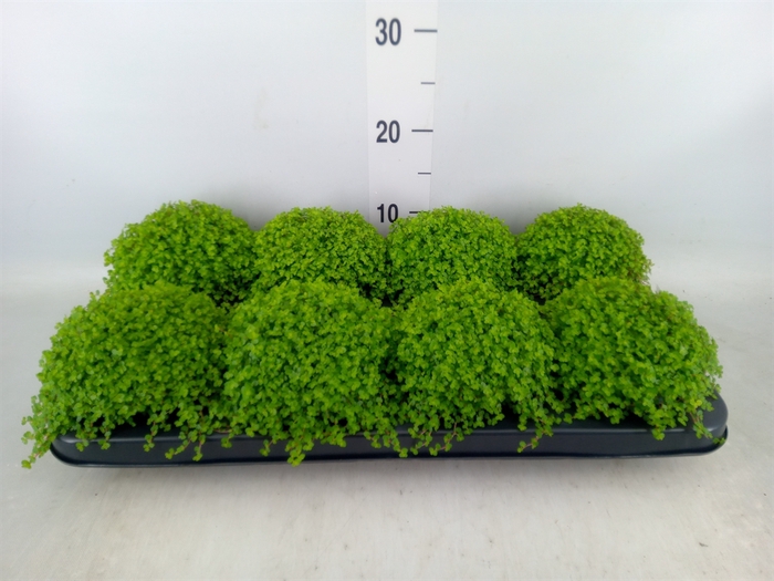 <h4>Soleirolia soleirolii   ...green</h4>