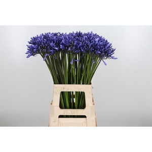 Agapanthus Dr.brouwer