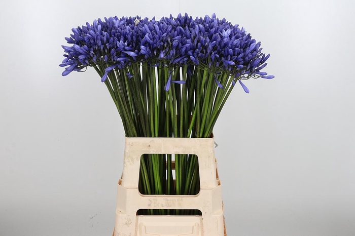 <h4>Agapanthus Dr.brouwer</h4>