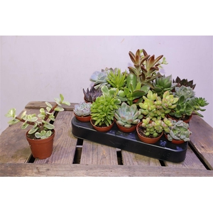 arr8 Succ Mix Mini