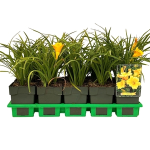 Hemerocallis Stella de Oro