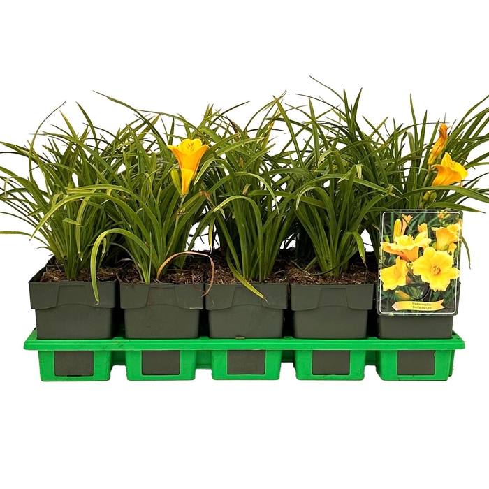 <h4>Hemerocallis Stella de Oro</h4>