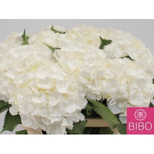 Hydrangea white verena
