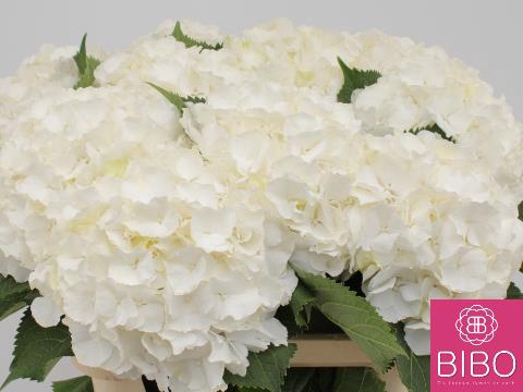 <h4>Hydrangea white verena</h4>