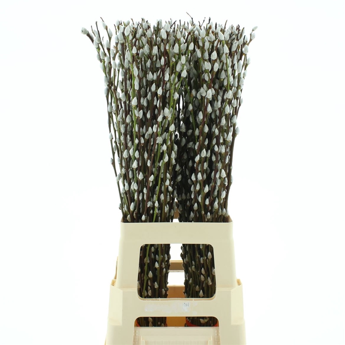 <h4>Salix Caprea Snow Flake (ch) Fres 80cm</h4>