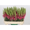 Antirrhinum Potomac Rose
