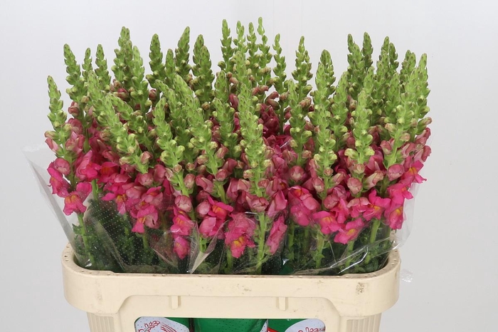Antirrhinum Potomac Rose