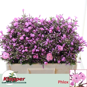 PHLOX P PINK EYES