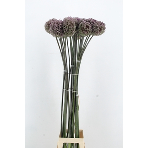 ALLIUM JOLLY GREEN GIANT