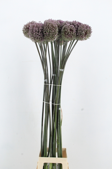 <h4>ALLIUM JOLLY GREEN GIANT</h4>