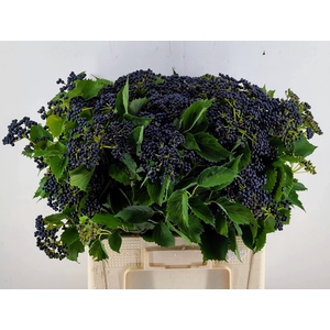 VIBUR DARK BL HERMAN