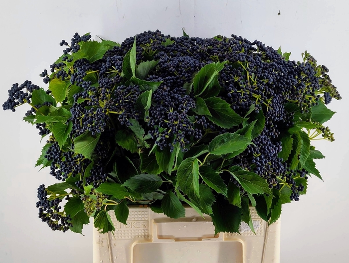 <h4>Viburnum Dark Blue Herman Reijnen</h4>