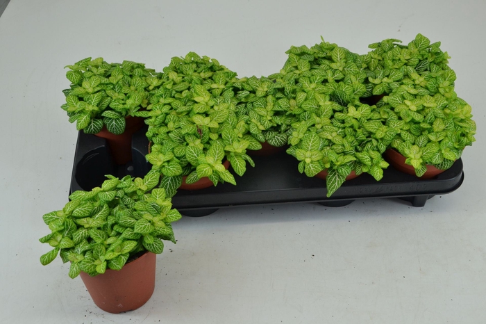 <h4>Fittonia</h4>