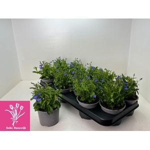 LOBE ER COMPACTA BLA