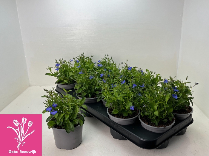 <h4>LOBE ER COMPACTA BLA</h4>