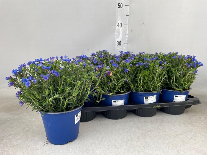 <h4>GLANDO DIFFUSA</h4>