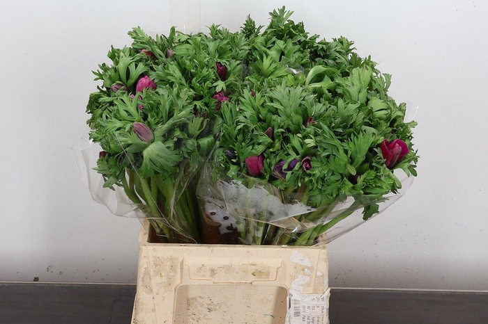 <h4>Anem It Orchid</h4>