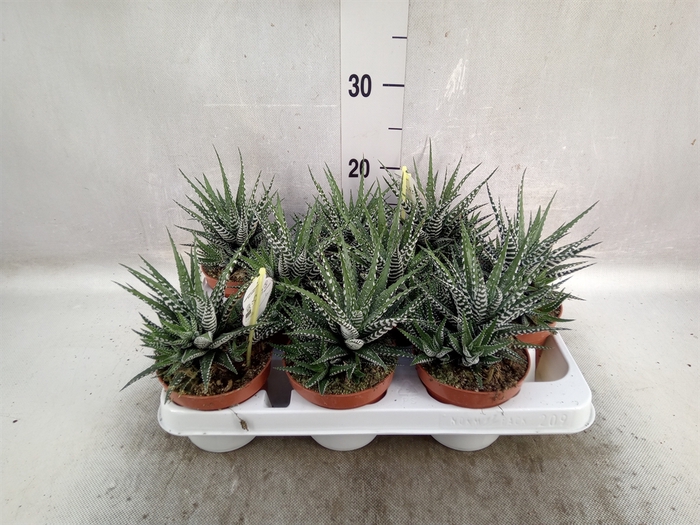 Haworthia fasciala 'Big Band'