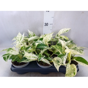 Epipremnum pinn. 'Marble Queen'