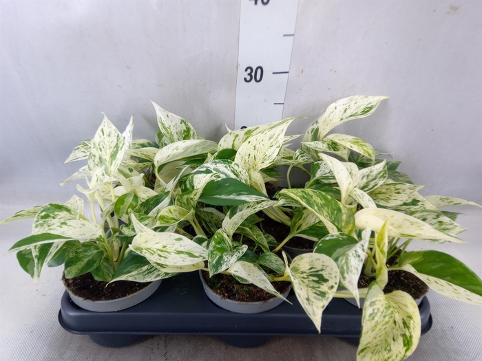 <h4>Epipremnum pinn. 'Marble Queen'</h4>