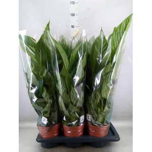 Spathiphyllum  'Vivaldi'