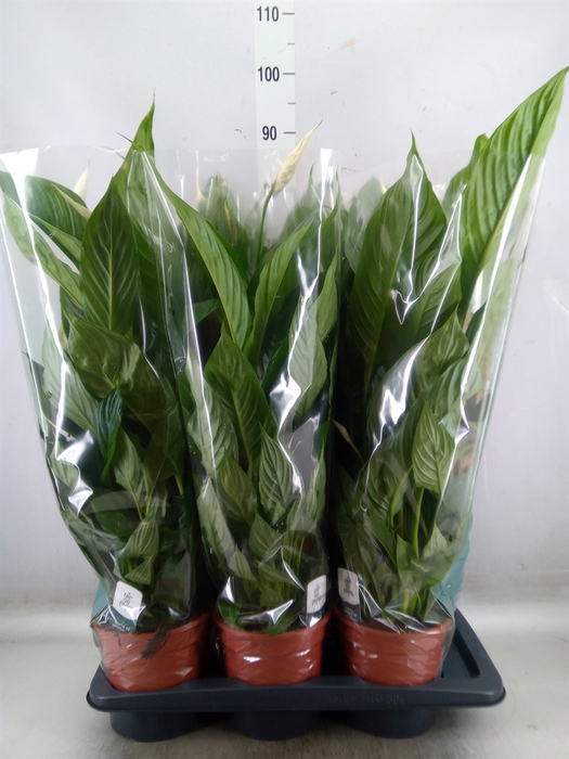 <h4>Spathiphyllum  'Vivaldi'</h4>