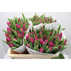 Tu En Pink Ardour