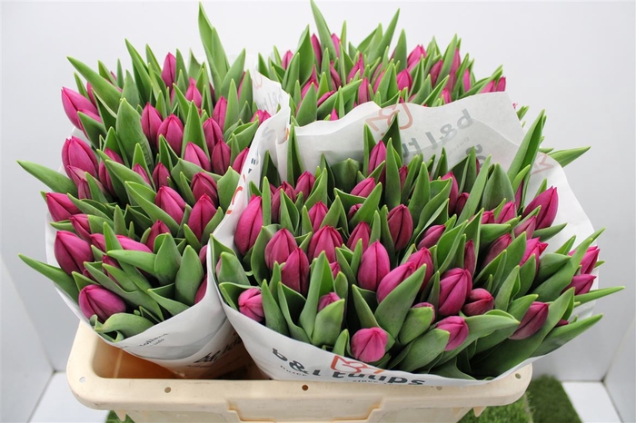 <h4>Tu En Pink Ardour</h4>