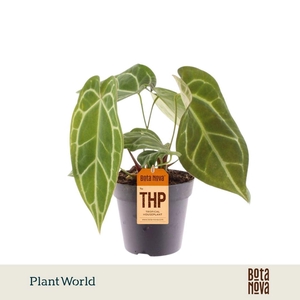 Anthurium blad