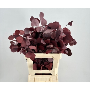 Euc. Populus Leaf Preserved Red