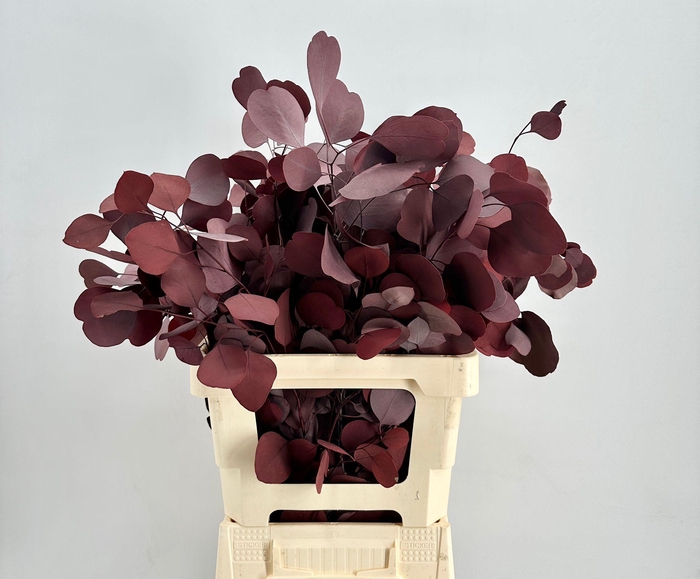 <h4>Euc. Populus Leaf Preserved Red</h4>